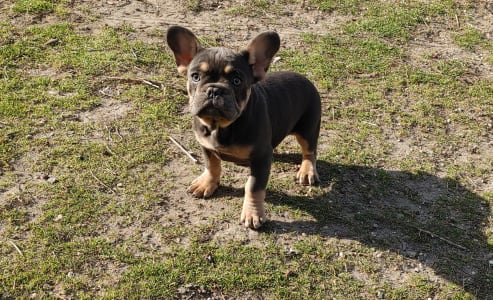 French Bulldog - Milla