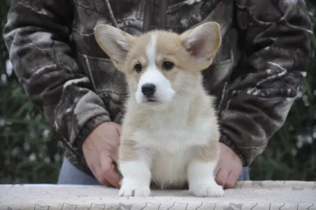 Welsh Corgi Pembroke - Poseidon The Strong From Farm Of Happy Dogs