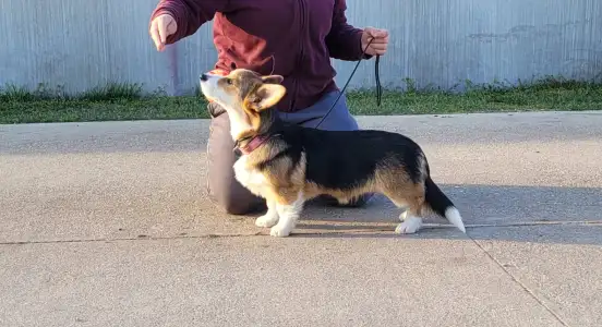 Welsh Corgi Pembroke - Hermes The Playful From Farm Of Happy Dogs