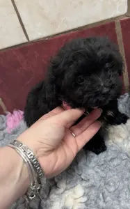 Bolończyk kolorowy - Alina