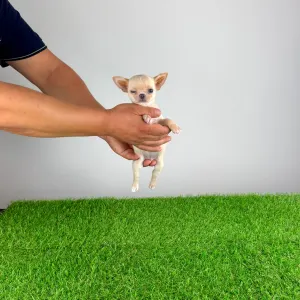 Chihuahua - Pinky