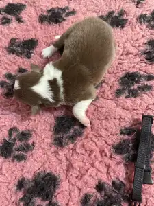 Border Collie - Fekete Nyakörv/ Barna Kan