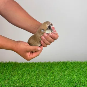 Welsh Corgi Pembroke - Aruna