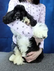 American Cocker Spaniel - Pici