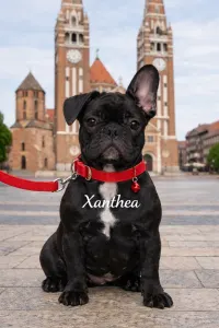 French Bulldog - Xanthea