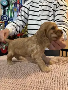 Angol Cocker spániel - Glória