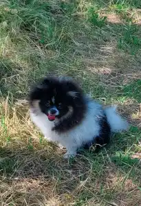 Poméranien - Dimitri