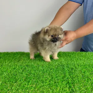 Pomeranian - Gali