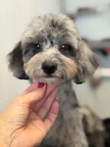 Poodle Miniature - Dexter