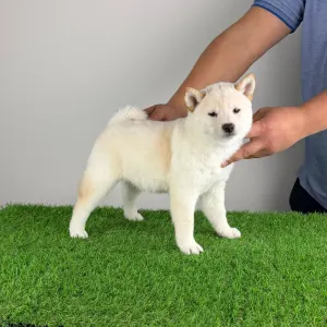 Shiba - Jakuen