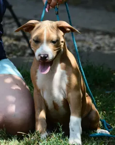 American Staffordshire Terrier - Kék