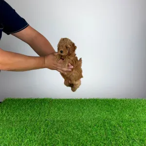 Pudel toy - Zingo