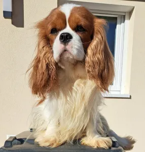 Cavalier king Charles spaniel - Sze Tis Best Falco