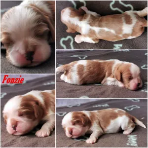 Cavalier King Charles Spaniel - Fonzie