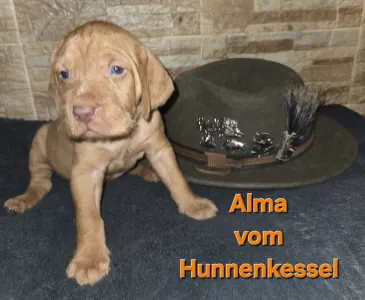 Hungarian Wire-haired Vizsla - Alma Vom Hunnenkessel
