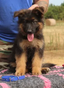 German Shepherd Dog - Uriel