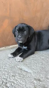 Cane Corso - Desi