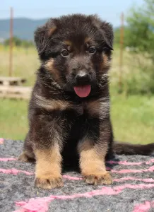 German Shepherd Dog - Vaják