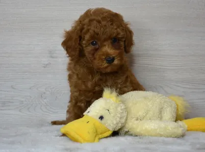Poodle Toy - Theo