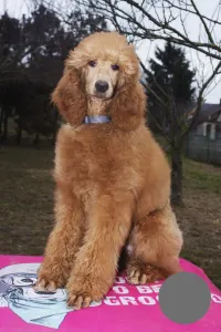 Poodle Standard - Jatt Black