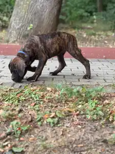 Cane Corso Italiano - Apollon