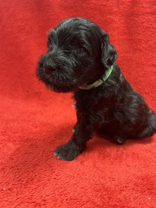 Portuguese Water Dog - Gall