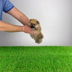 German Pomeranian Spitz - Sheila