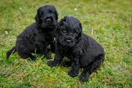 Orosz fekete terrier - Hills Diamonds