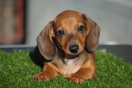 Dachshund - Olaf