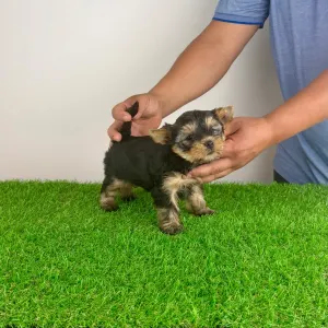 Yorkshire Terrier - Wolke