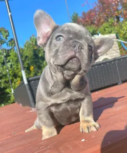 Французский бульдог - Mirjam