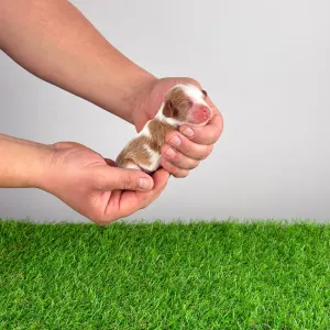 Cavalier King Charles Spaniel - Ilica