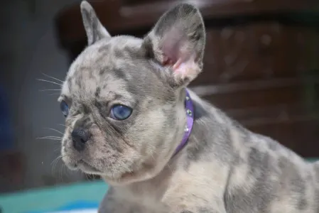 Französische Bulldogge - Francia Bulldog 