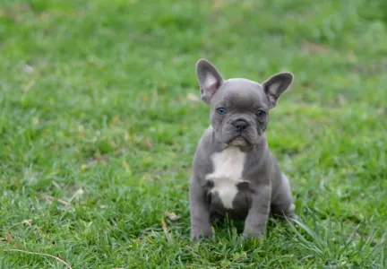 Bouledogue français - Milady