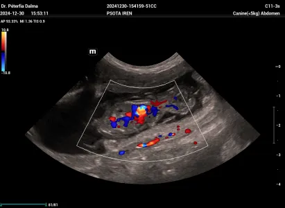 Deutscher Kleinspitz - Of Brown Spitz