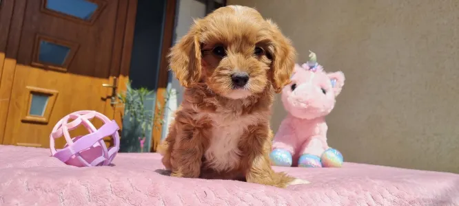 Cavapoo - Barack