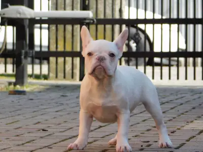 Francia bulldog - Molly
