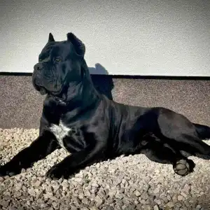 Cane Corso Italiano - Scudo Divino Best Vito