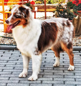 Australian Shepherd - Candybelldream Aphrodité