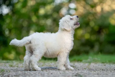 Komondor - Somogyi Betyár Maros
