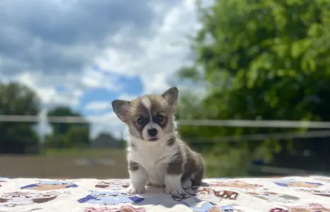 Pembroke Welsh Corgi - Cartier