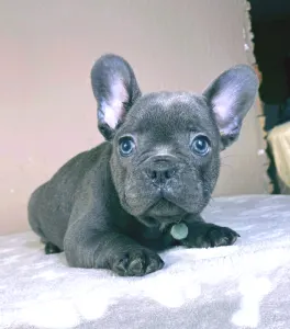 French Bulldog - David