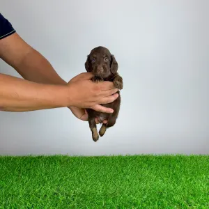 Dachshund - Guba