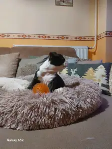 Boston Terrier - Táncos ( Dancer )