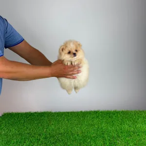 Pomeranian - Caramel