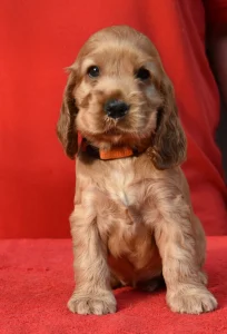 Angol Cocker spániel - Enjoy The Sunshine From Work & Show