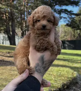 Мальтипу - Kiry