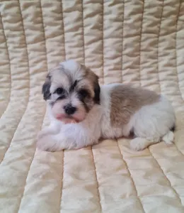 Havanese - Suzy