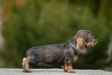 Jamnik - Pearls Of Seven Hills Bosco