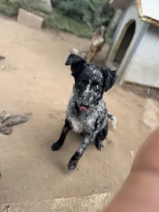 Mudi - Azúrkék-ragyogás Szeles